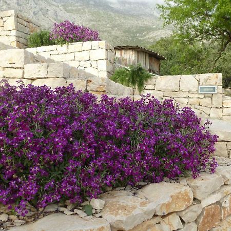 Kuca Za Odmor Viola Villa Živogošće Exteriör bild